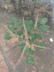 Amaranthus