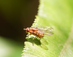 Helinomydaea fuscoflava