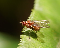 Helinomydaea fuscoflava