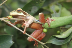 Smilisca cyanosticta