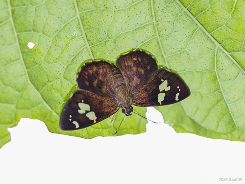 Tamil Spotted Flat