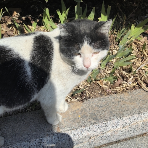 Domestic Cat