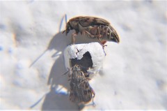 Acanthoscelides obtectus