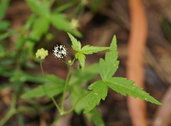 Hydrocotyle geraniifolia
