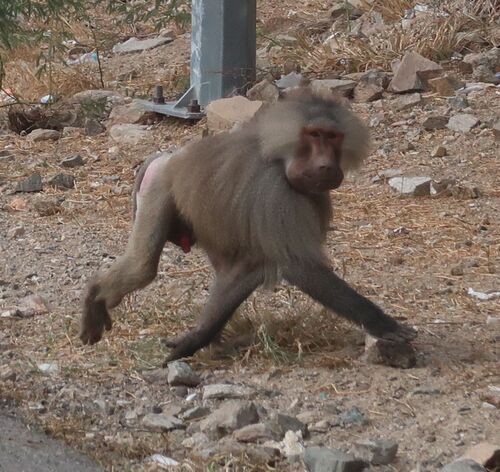 Hamadryas Baboon