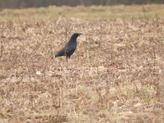 Corvus corone corone