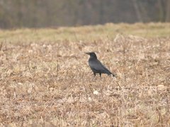 Corvus corone corone