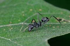 Gigantiops destructor