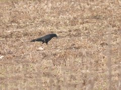 Corvus corone corone