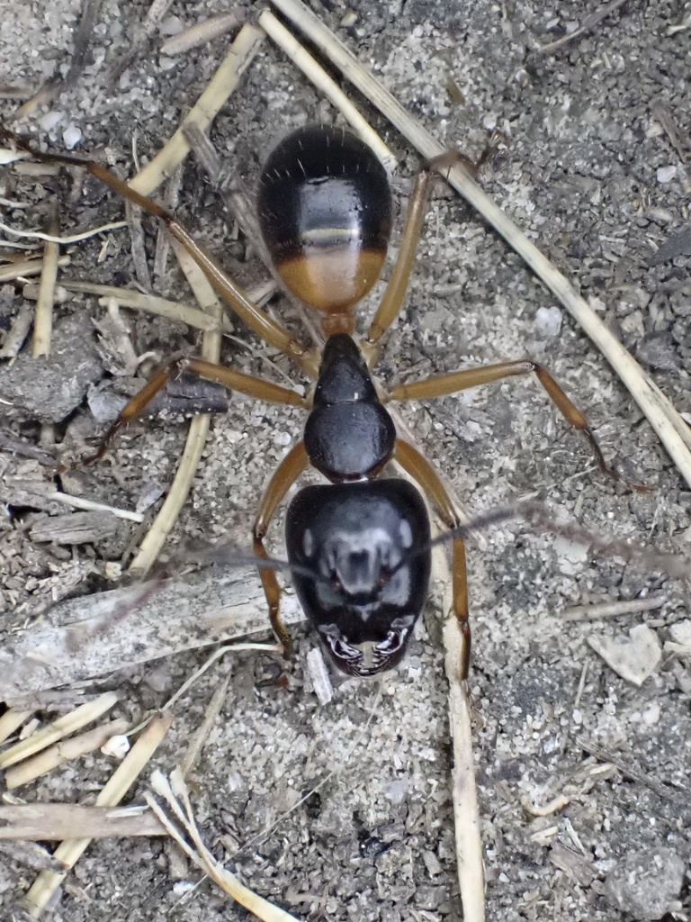 Banded Sugar Ant from Anglesea Ward, Anglesea, VIC, AU on March 06 ...