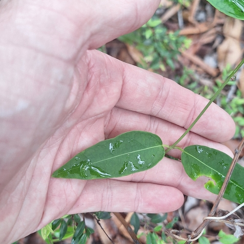 narrow-leaved milk vine (Leichhardtia fraseri)