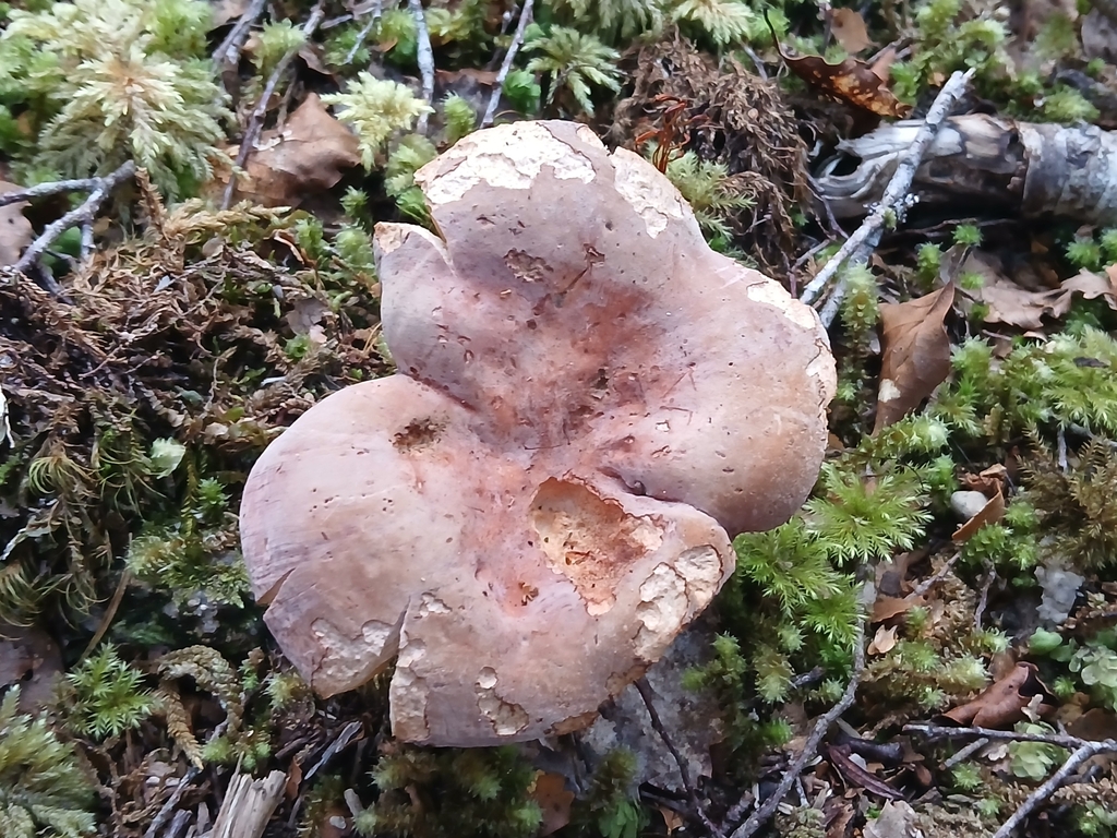 Lactifluus aurantioruber · March 2026 · photo: © claire_grace83 (iNaturalist, cc-by)
