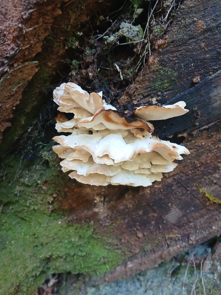 Ryvardenia campyla · March 2026 · photo: © claire_grace83 (iNaturalist, cc-by)