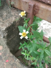 Tridax procumbens