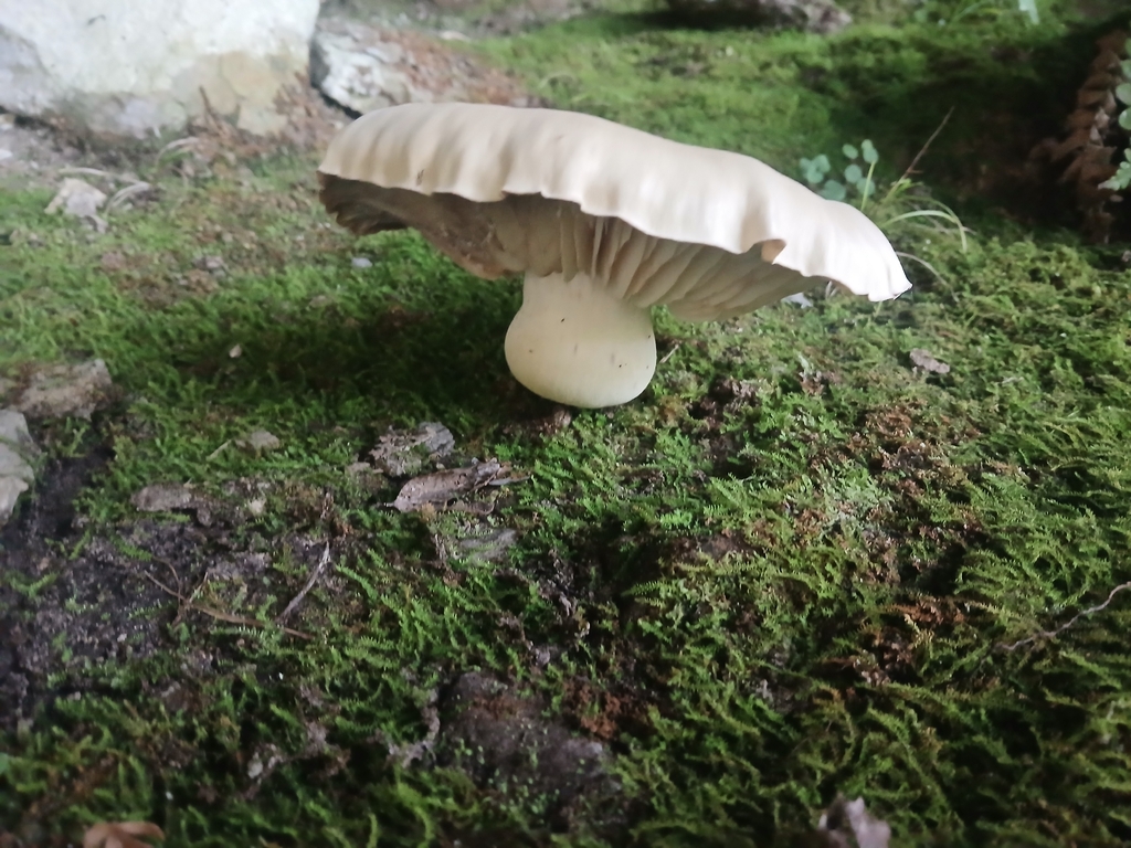 Oudemansiella australis · March 2026 · photo: © claire_grace83 (iNaturalist, cc-by)
