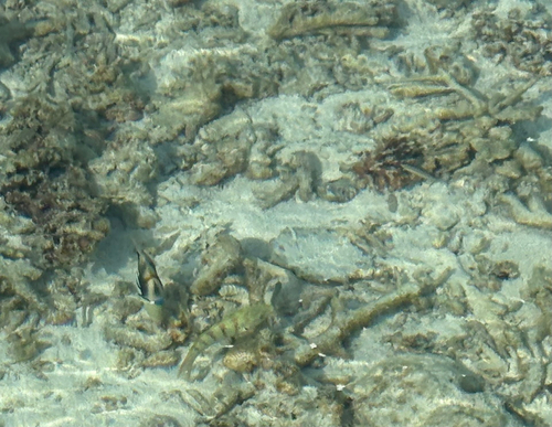 Rhinecanthus aculeatus