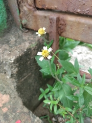 Tridax procumbens