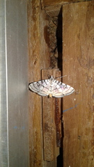 Conchylodes ovulalis