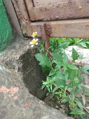 Tridax procumbens