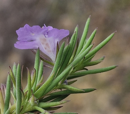 Narrow-leaved Hemigenia (Hemigenia purpurea)