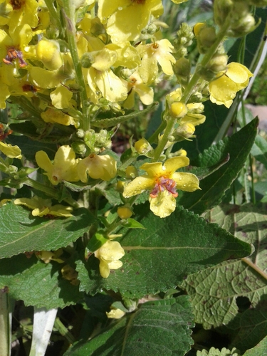 Verbascum gnaphalodes, photograph 2