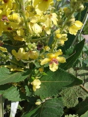 Verbascum gnaphalodes, photograph (c) нина рафаиловна, some rights reserved (CC BY)
