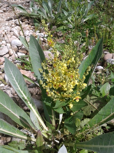 Verbascum gnaphalodes