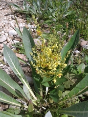 Verbascum gnaphalodes
