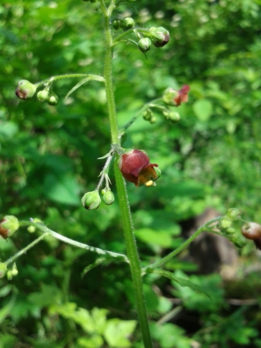 Italian Figwort (Scrophularia scopolii)