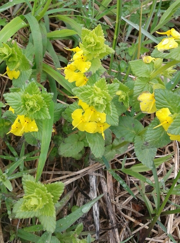 Persian elephant flower (Rhynchocorys elephas)
