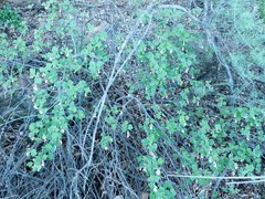 Ribes indecorum