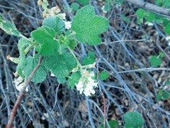 Ribes indecorum