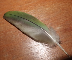 Enicognathus leptorhynchus