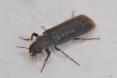 Polycaoninae