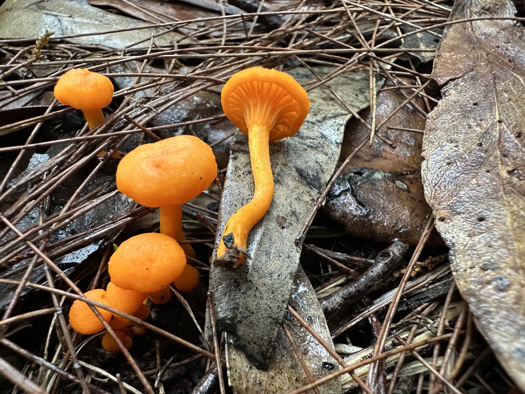 Cantharellus concinnus · March 2026 · photo: © prossington (iNaturalist, cc-by)