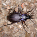 Oreocarabus - Photo (c) Suso Tizón, some rights reserved (CC BY-NC-SA), uploaded by Suso Tizón