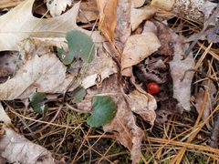 Celastrus orbiculatus