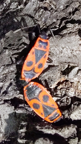 European firebug