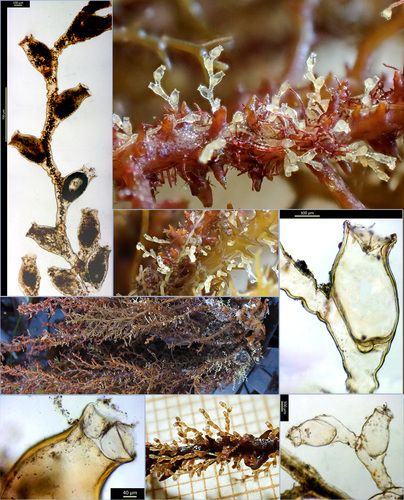 Sertularella ellisii