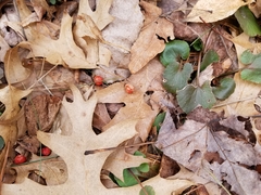 Celastrus orbiculatus