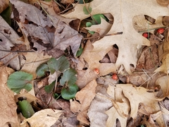 Celastrus orbiculatus