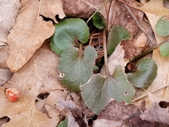 Celastrus orbiculatus