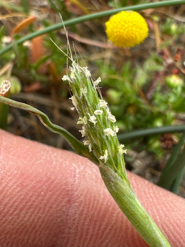 Pacific foxtail (Alopecurus saccatus)