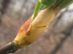Lindera obtusiloba