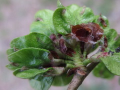 Ulmus davidiana