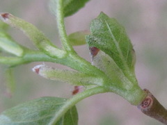 Ulmus davidiana