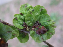Ulmus davidiana