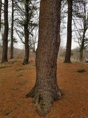 Pinus strobus