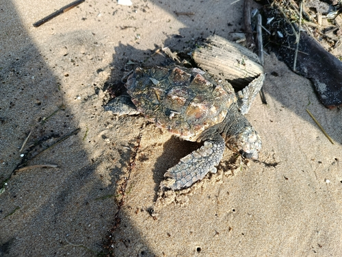 Caretta caretta