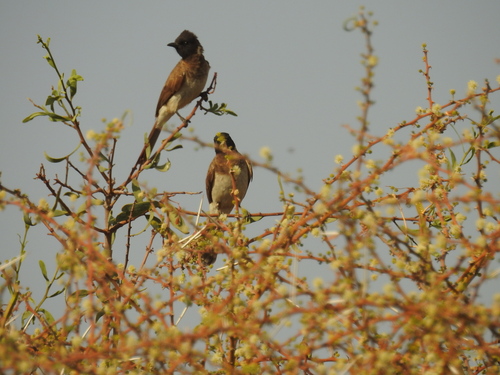 Common Bulbul